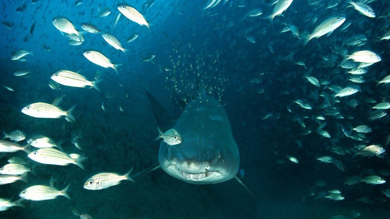 Deep Sea: Il mondo sommerso