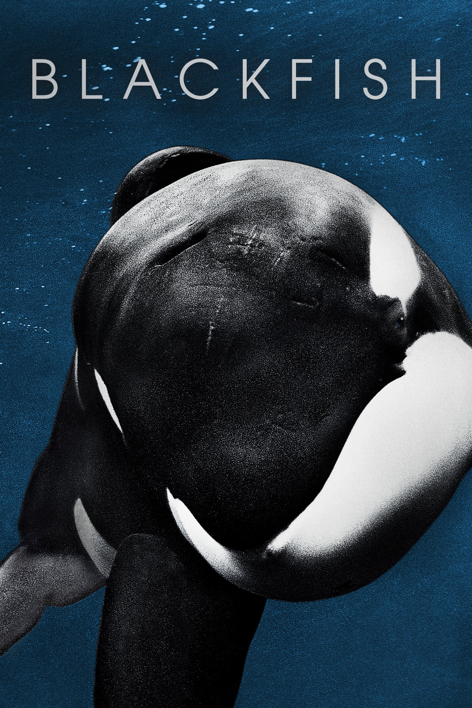 Locandina di Blackfish