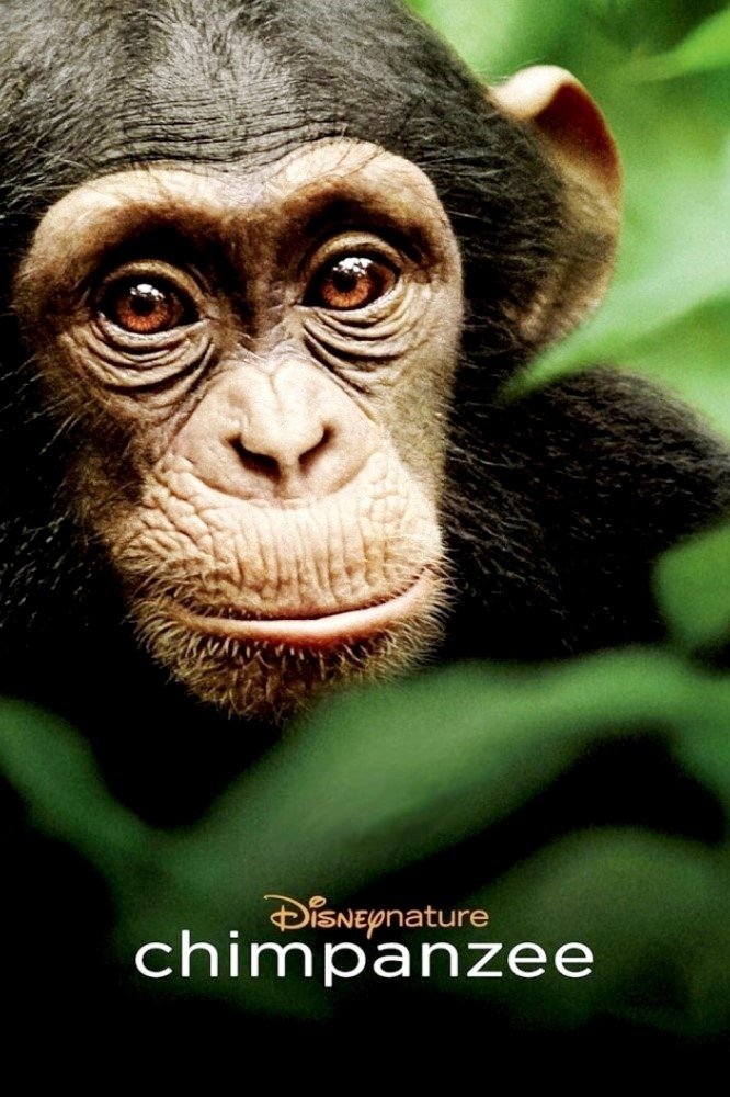 Locandina di Chimpanzee