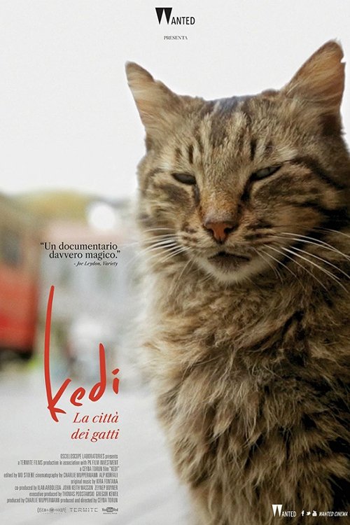 Locandina di Kedi - La città dei gatti